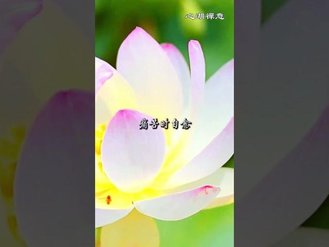 平和安寧的生活之道：探索內心富足與安靜的真諦  #追求人生最美的安靜境界 #內在平靜 #心靈成長