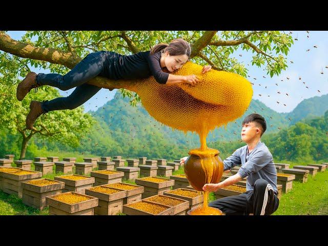 How to Harvesting Giant Lychee Honey & Goes to Market Sell | Single Mom Harvests Vegetables