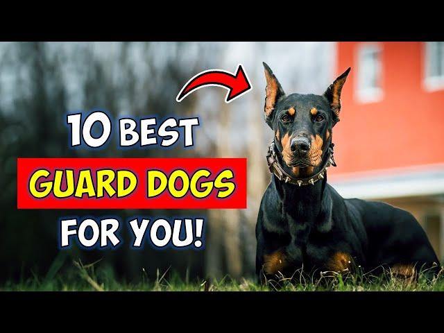 10 Best Guard Dog Breeds For First-Time Owners