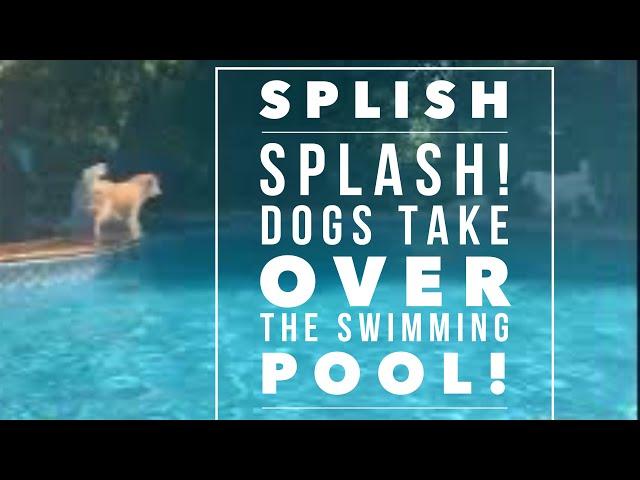 Legendary Acres Hobby Farm: Happy Golden Retrievers Swimming in the Swimming Pool