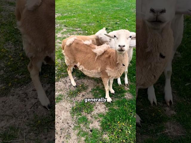 What’s the deal with hair sheep? #homestead #sheep #shepherd #farm #youtubeshorts