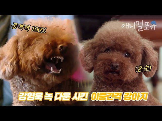 낯선 사람에겐 꼬리치고, 보호자는 물어버린다?! 개훌륭 최초 강형욱 훈련사 녹다운 시켜버린 이중견격 뽀리| KBS 개는 훌륭하다 210125 방송