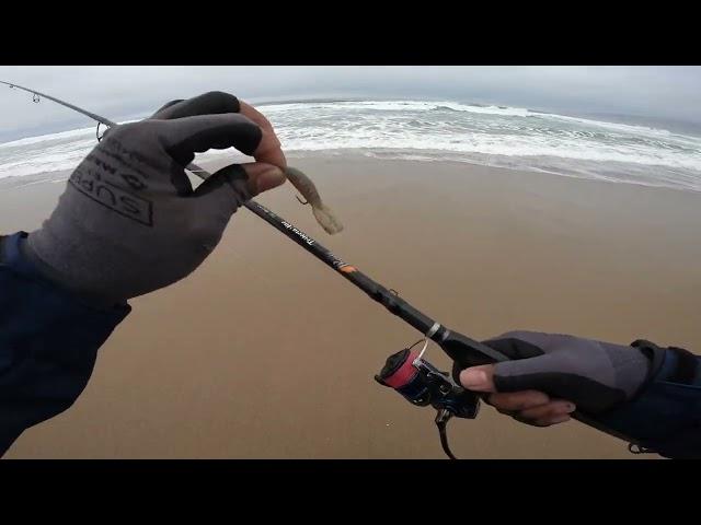 Fishing for Surf Perch using Got'em Baits