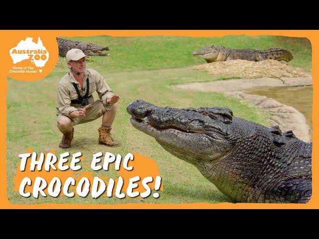 Epic croc action…times 3! | Australia Zoo Life