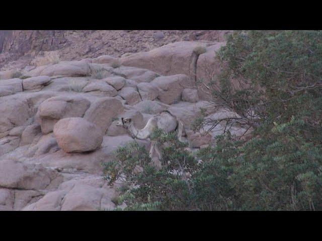 Camels at Thola, Mt Sinai