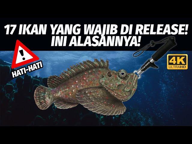 IKAN-IKAN YANG WAJIB DI RELEASE PARA PEMANCING! 4K