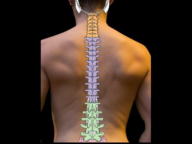 Vertebral column