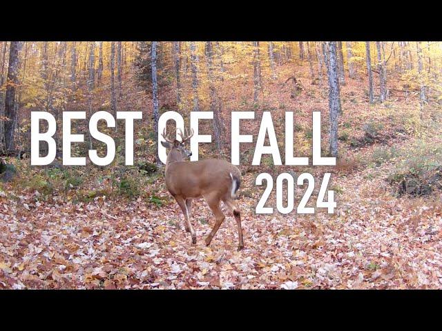 Best of Fall in 6 minutes - Canadian Wildlife on trail cameras