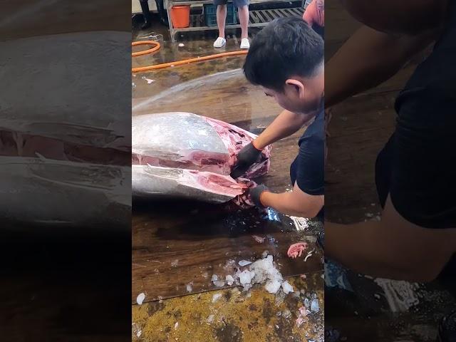 How to Quickly Cut a Bluefin Tuna切割巨大黑鮪魚