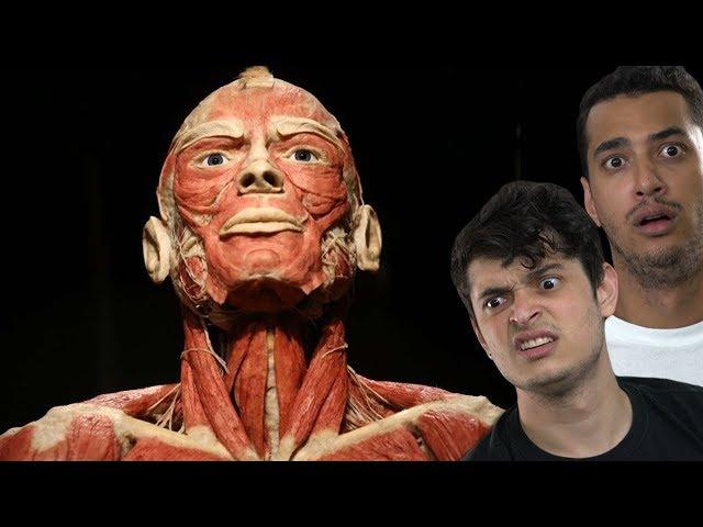 7 QUICK CURIOSITIES ABOUT THE HUMAN BODY !!