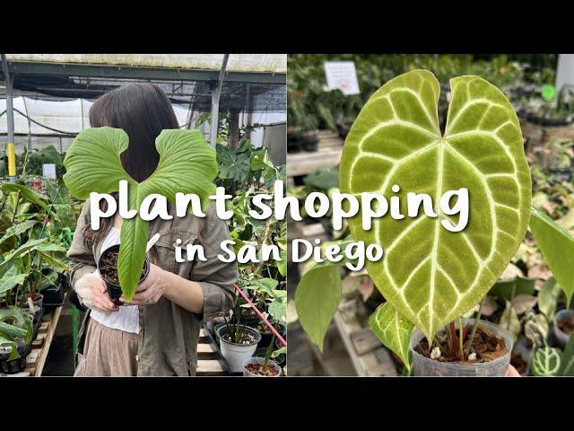 San Diego Plant Shopping + Ecuagenera haul! (OMG)