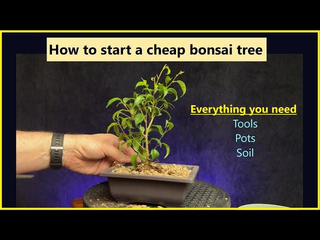 How to start a cheap bonsai tree.  #bonsai #bonsaiforbeginners #bonsaitree #ficus