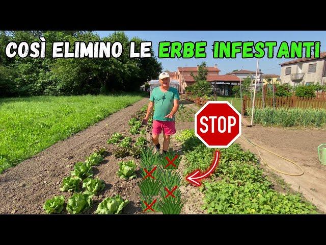 Come ELIMINO LE ERBE INFESTANTI dall'ORTO!