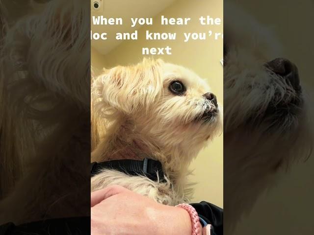 My dog is afraid of the vet. #fuuny #dog #cute #cute #usa