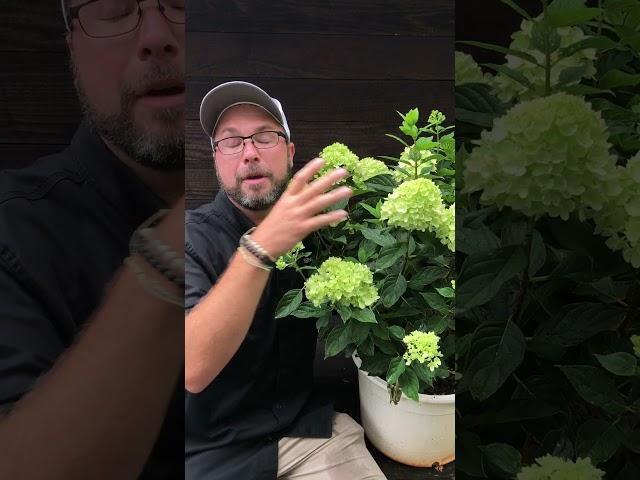 Little Lime Hydrangea - Delivered to Your Door by ServeScape.com (Link in Comments)