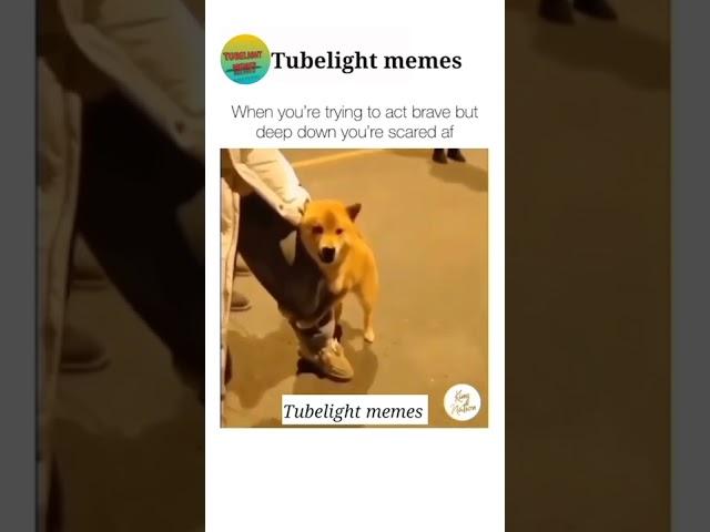 brave or fear || tubelight memes|| #shorts