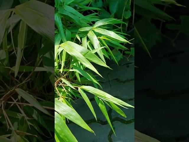 Fargesia rufa
