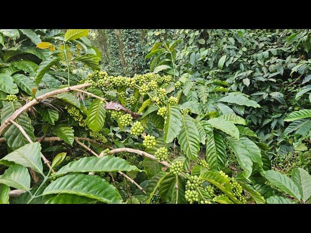 4 acre coffee estate for sale in Mudigere