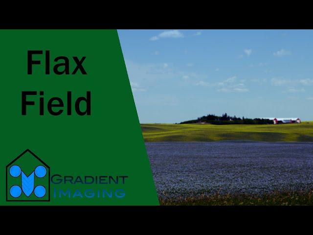 Flax Field