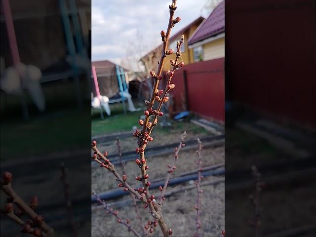 абрикос манитоба ,Нижний Новгород