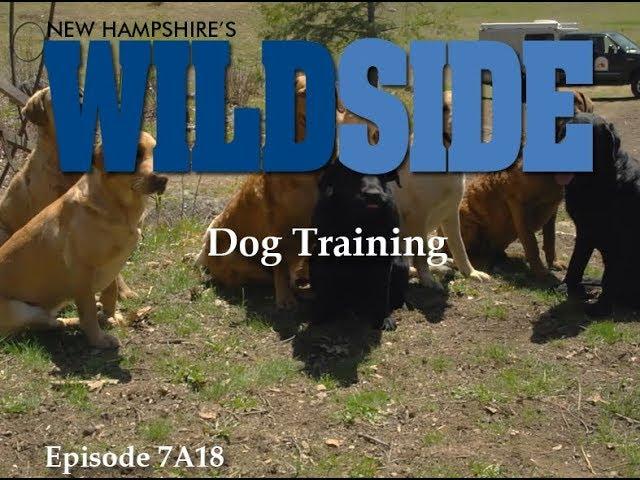 New Hampshire's WildSide - Dog Training