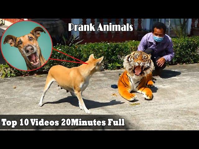 Fake tiger prank dog 2022 | Try not to laugh