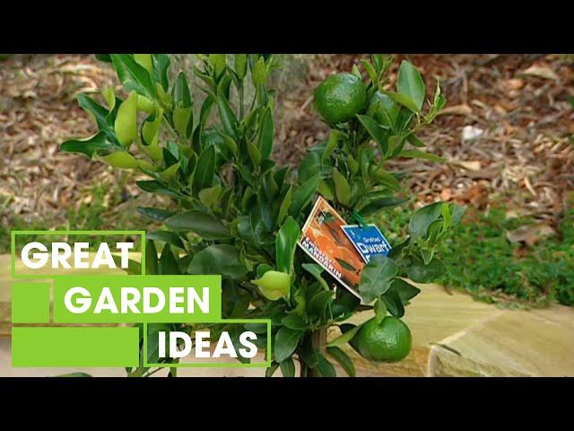 All Your Need To Know About Dwarf Citrus Plants | Gardening | Great Home Ideas