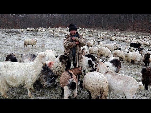 Oile sătenilor din Poiana Blenchi, jud. Sălaj | Silviu CIOBAN de la 14 ani - video 2023