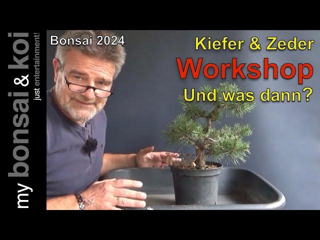 Bonsai 2024-58 - Kiefer und Zeder - Workshop! Und was dann?