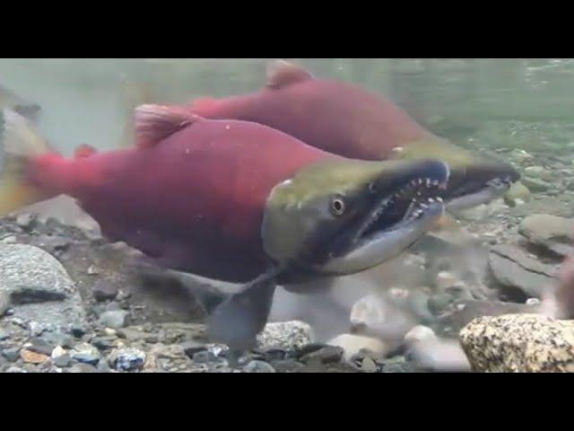 Facts: The Sockeye Salmon