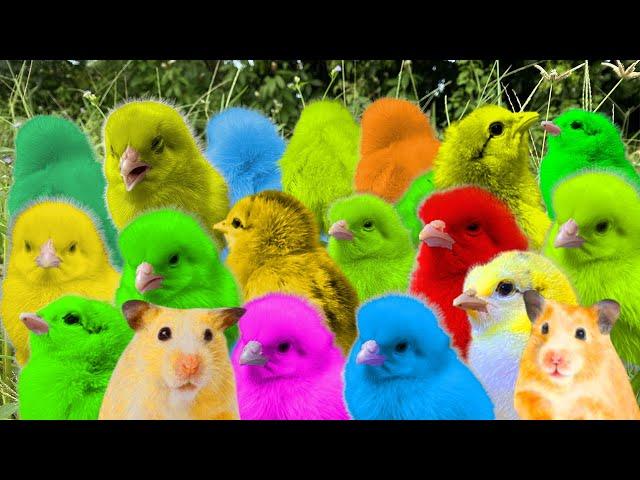 Catch  cute chicks and  beautiful ducks  , colorful chickens , duck ,hamsters ,cute animals #31