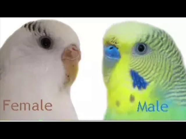 how to easily breed budgies step by step