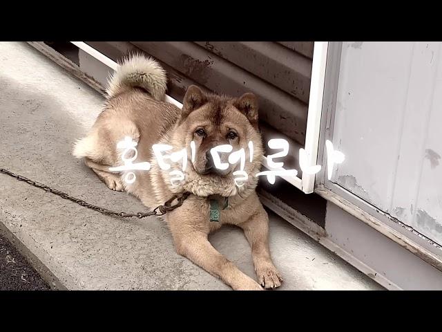 홍텔 델루나