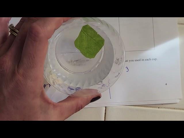 Lab 8 - Osmosis prelab (online)