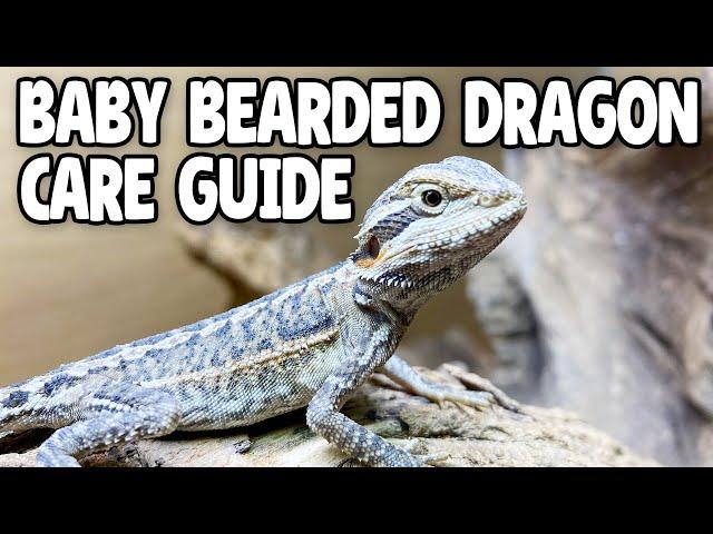 Baby Bearded Dragon Care!