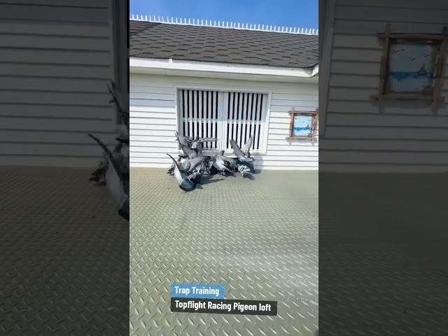 Trap Training For Young Racing Birds #traptraining #racingpigeons #pigeonracing #tfrpl