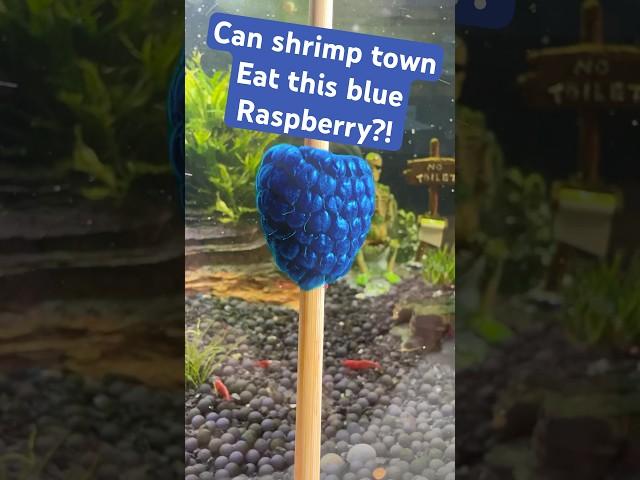 can shrimp eat a blue raspberry? #shrimp #aquarium #shorts