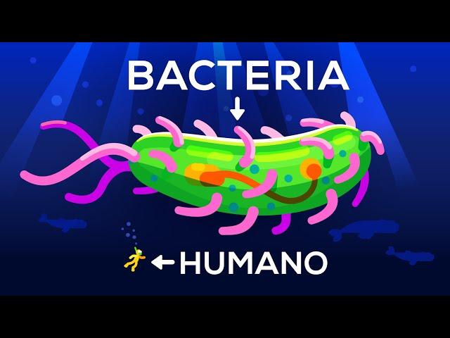 ¿Hasta qué tamaño puede llegar una bacteria? Vida y tamaño 3