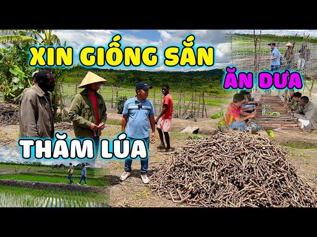 Thế Nhân || Nhận Được Sự Hỗ Trợ Số Lượng Lớn Giống Sắn Ngọt Từ Nông Trại Chú Đông Paulo