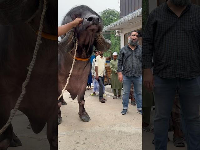 The largest breed of buffalo in the world | Jafarabadi buffalo