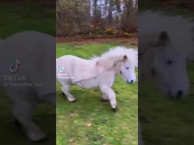 Funny Miniature horse TikTok! 