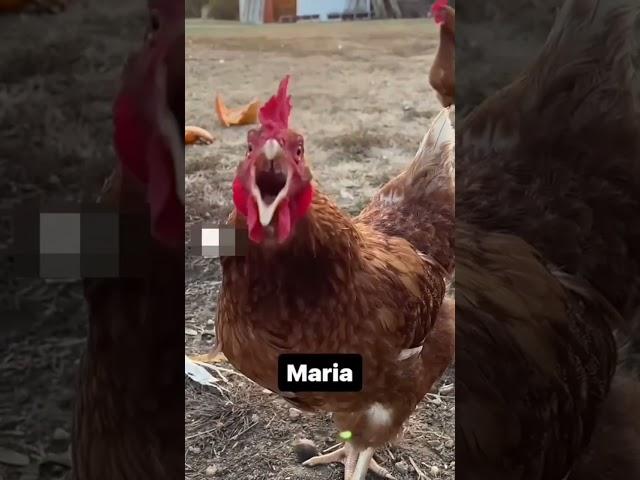 MARIAAA !!!  #viral #humor #shortvideo #chile #risas #gallinas #shorts