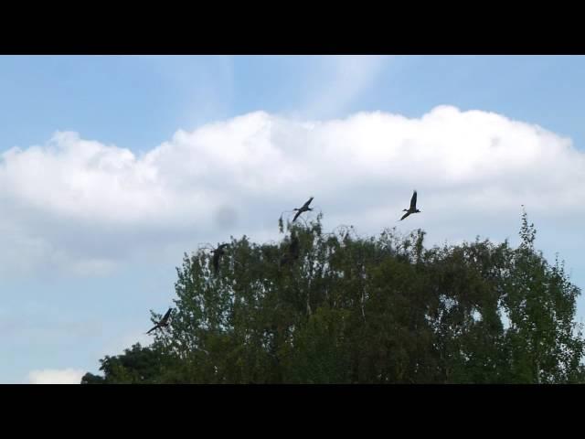 Free-flying white-faced whistling ducks in Whipsnade's bird show.