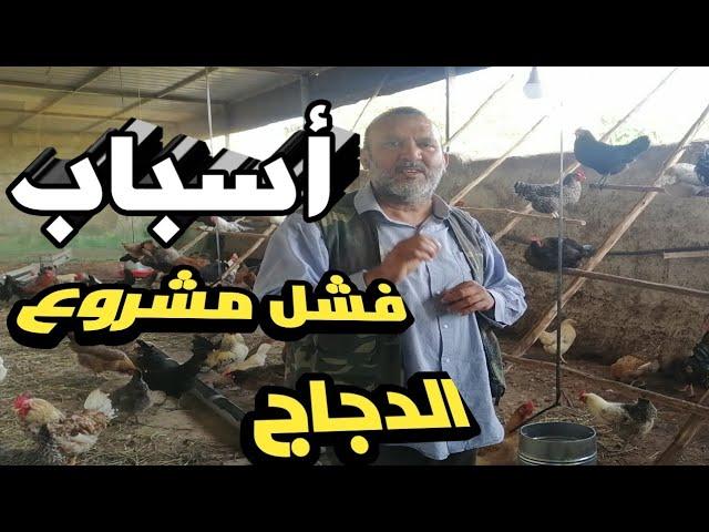 أسباب فشل مشروع الدجاج ونصائح لنجاحه للمبتدئين