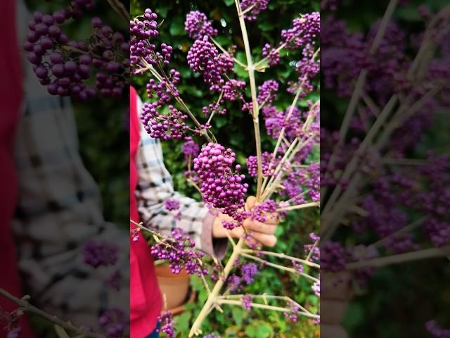 Liebesperlenstrauch: Kennst du schon den herbstlichen Deko - Hingucker? 