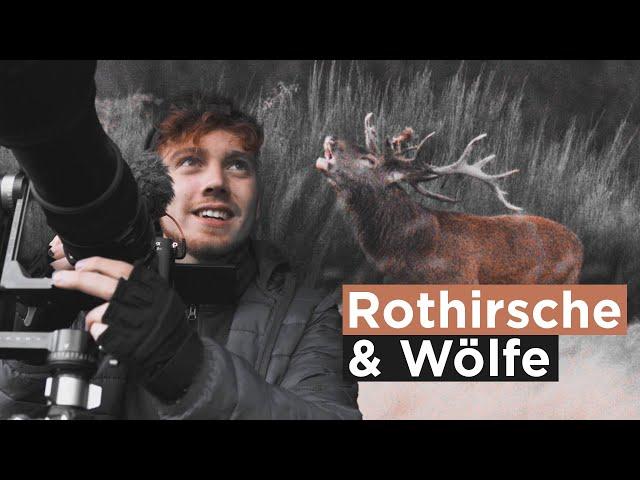 Rothirsche in der Brunft filmen | Auf einmal kommt ein Rudel Wölfe