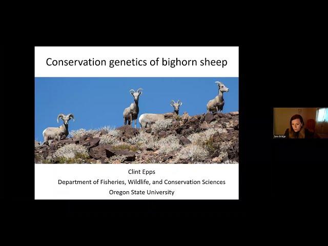 Wild Sheep Webinar Series - Clint Epps on Conservation Genetics