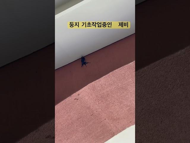 거미처럼~ . #제비 #숑숑이라이프 #birds #nature #wildlife
