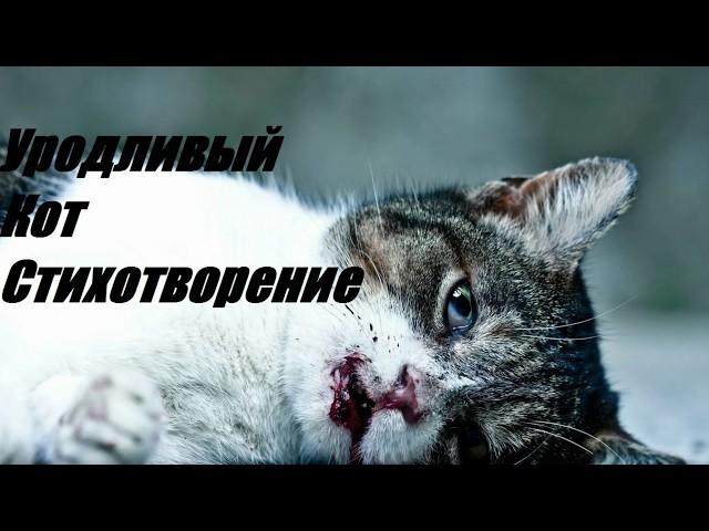 Стих. Уродливый кот.stih_Urodlivyj_kot