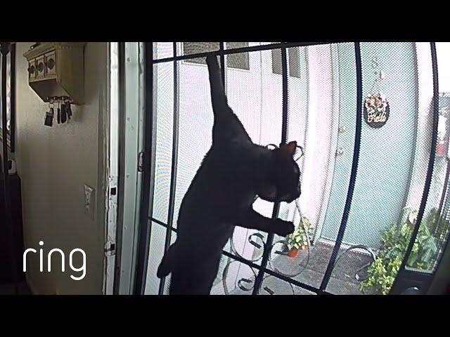 This Cat is Training Overtime | RingTV